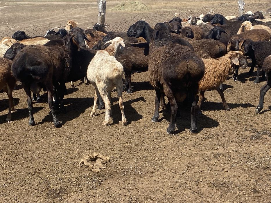 Продам баран и коз!