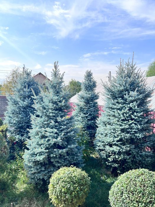 Голубая Канадская Ель