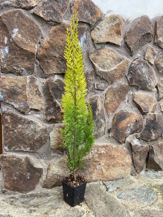 Tuia Smaragd , Leylandii și alte plante ornamentale