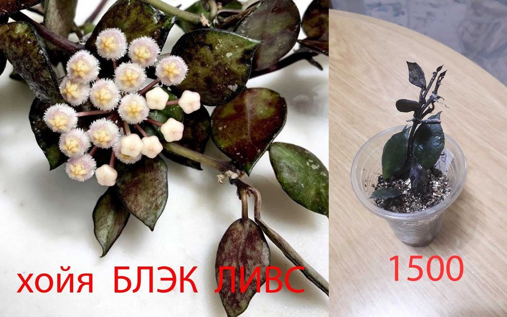 Комнатные  цветы