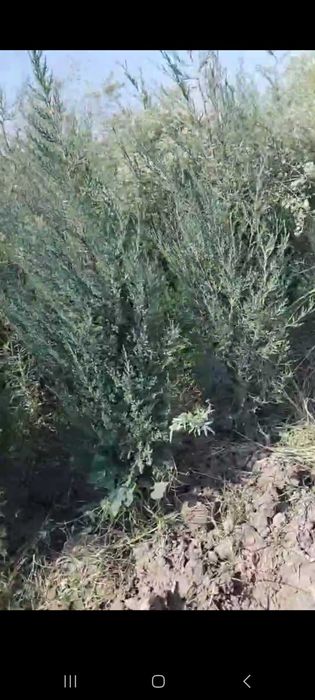 Можжевельник кучатлари сотилади