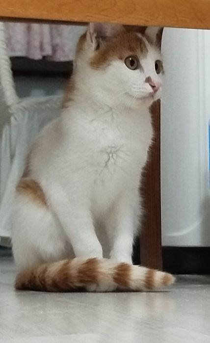 Рыжий котенок ищет любящий дом