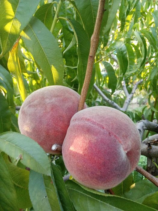 Продавам праскови
