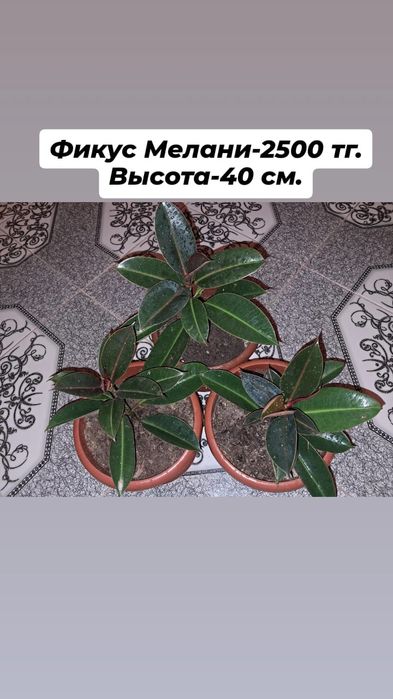 Продажа цветы Мырзакент.