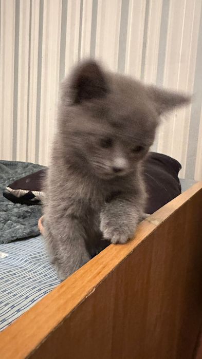 Британский котёнок