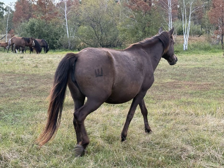 Продам лошадей…