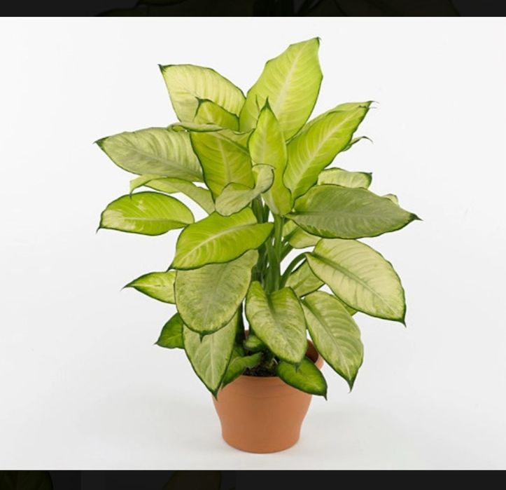 Диффенбахия Summer Style