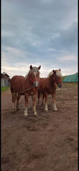 Vand cai sanatosi, bine ingrijiti, potriviti pentru munca sau agrement. Blanzi si usor de manevrat .Pret negociabil Detalii la telefon.