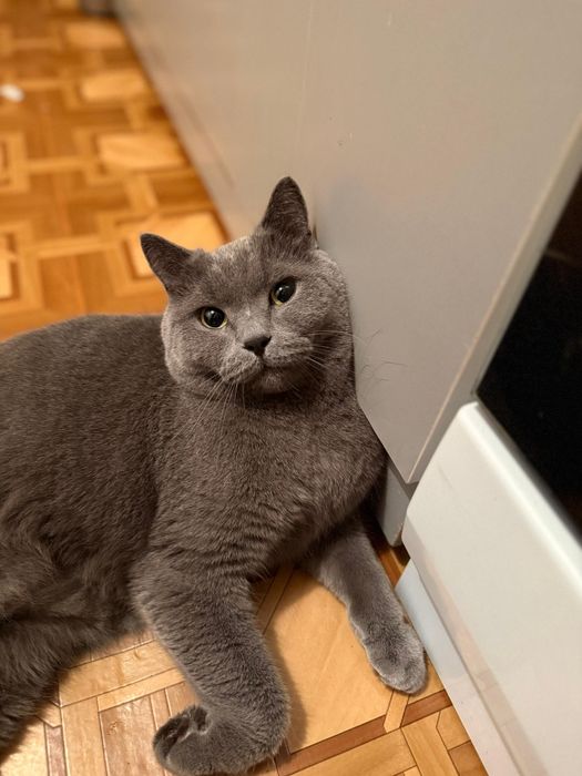 Отдам кота британца