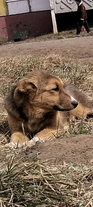 Девочка - красавица,умняшка,обояшка!!!