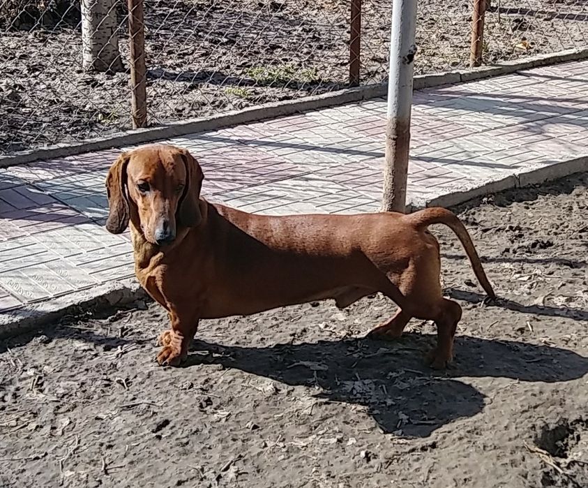 Такса племенной кобель