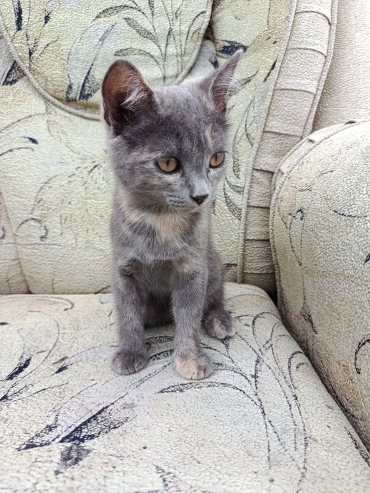 Одам котят бесплатно