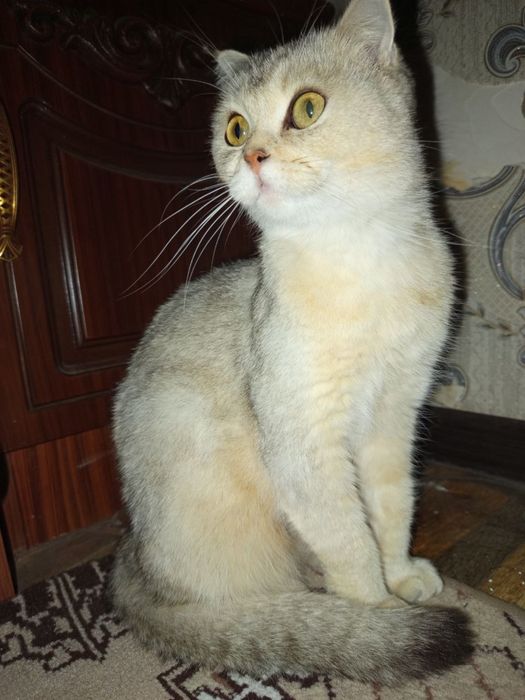 Mushu sotiladi qiz