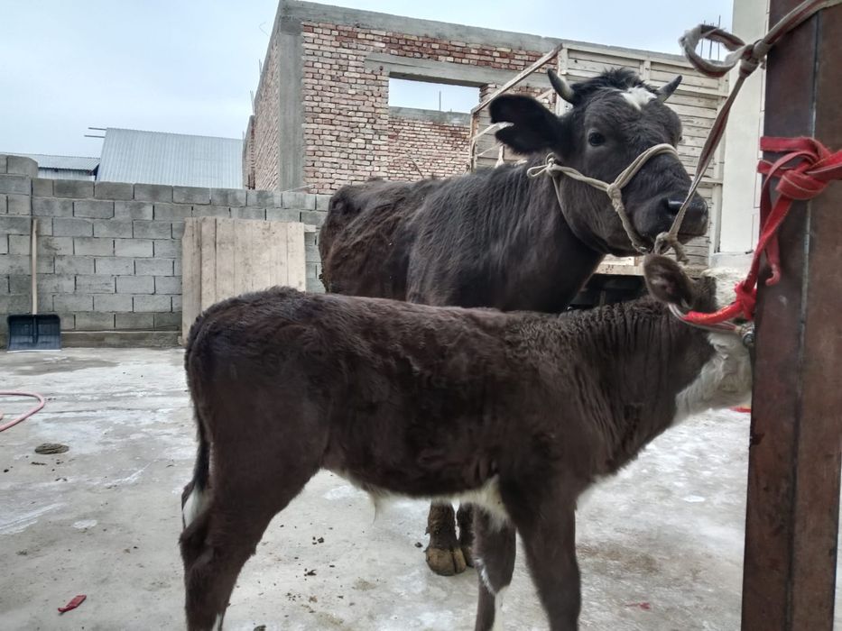 Бузаулы сиыр  сатылады