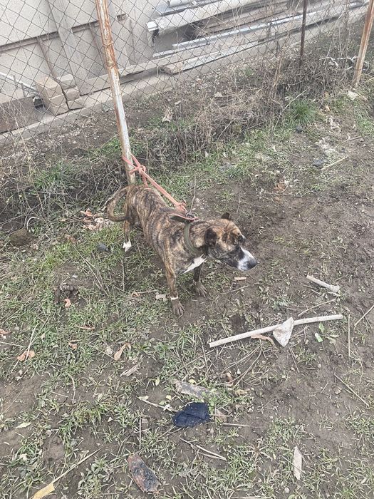 Продам девочку питбуля