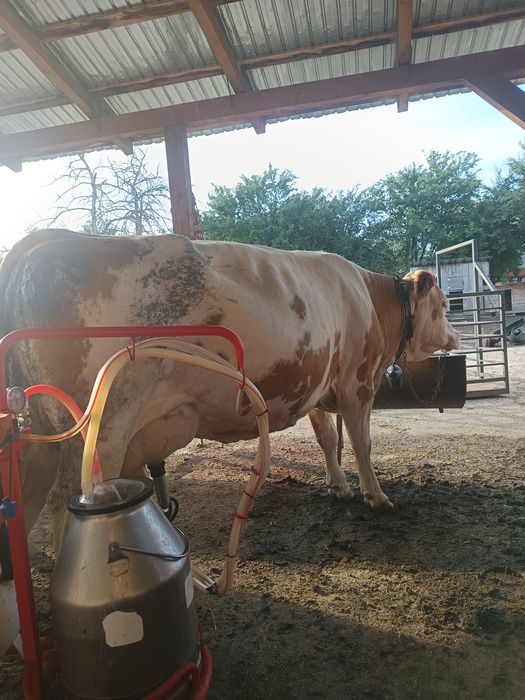 Vând vaca forte buna de lapte