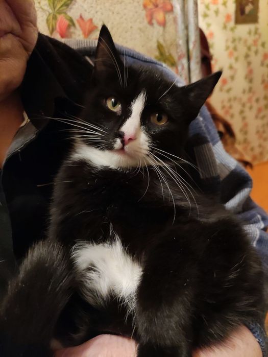 Желтоглазый красавец