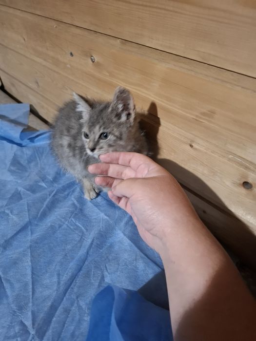 Отдам бесплатно котенка