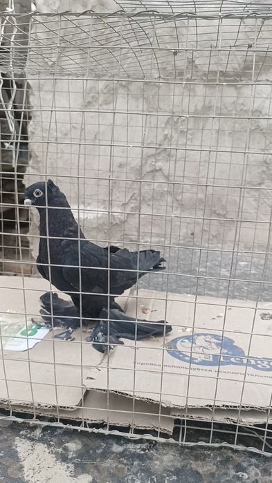 Голуби жук молодой