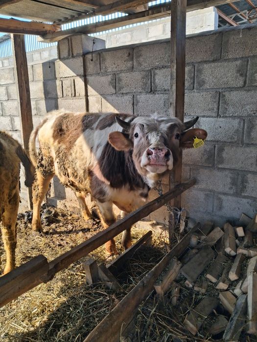 Продам скот корову и бычков