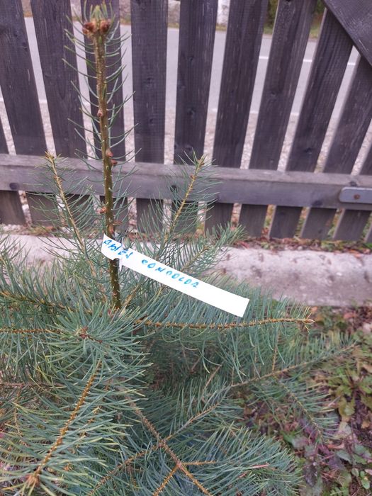 Brazi Abies concolor cu balot de pamant-calibru 60-80 cm