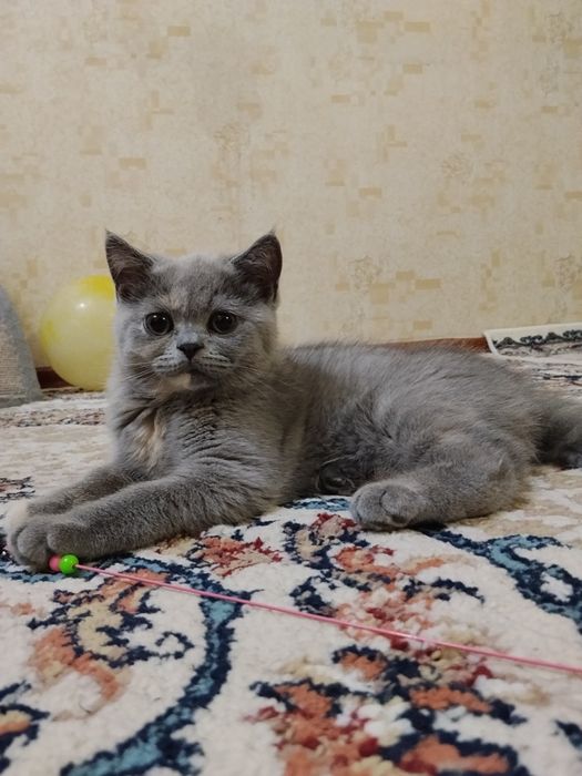 Британские котята