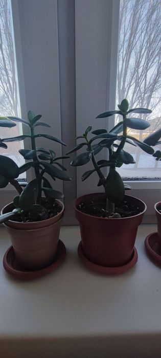 Денежное дерево -толстянка!