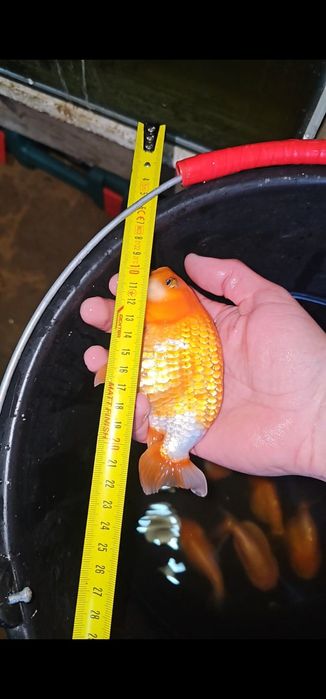 Carasi ranchu si oranda