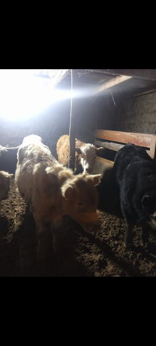 Прод подсосных телят