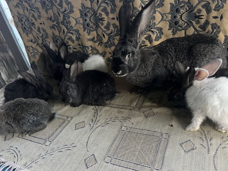 Продам кроликов