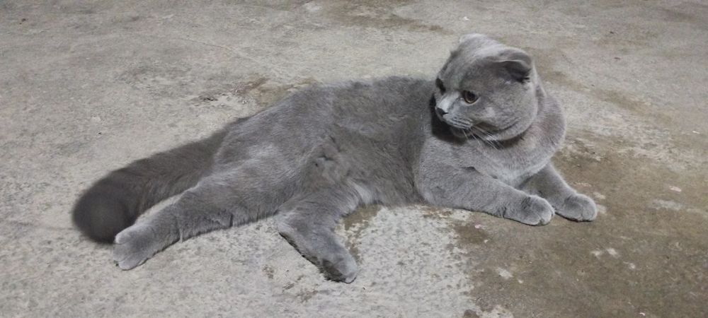 Schotish Fold oʻgʻil bola