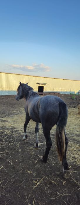 Продам жеребца на племя