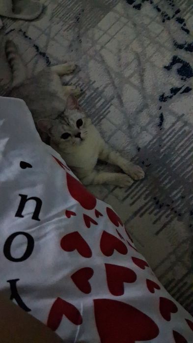 Vyazkaga serebristiy shinshilla toza qon