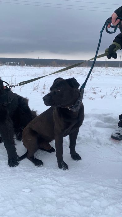мальчик питбуль ищет очень надежные добрые руки
