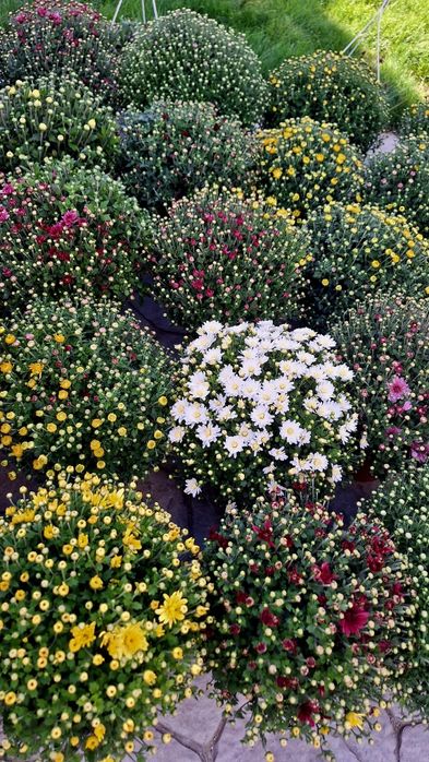 Crizanteme de vânzare!