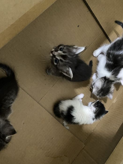 Котята в добрые руки