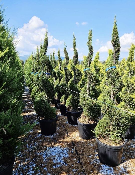 Tuia spirală de vânzare – EFECT WOW în orice curte!