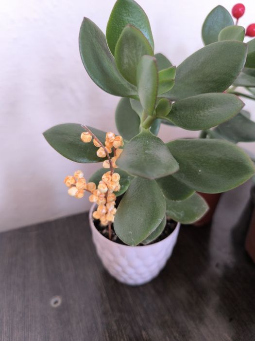 Суккуленты  хороший подарок  недорого