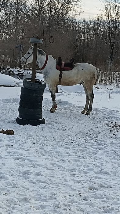 Продам айгыр 8жасар