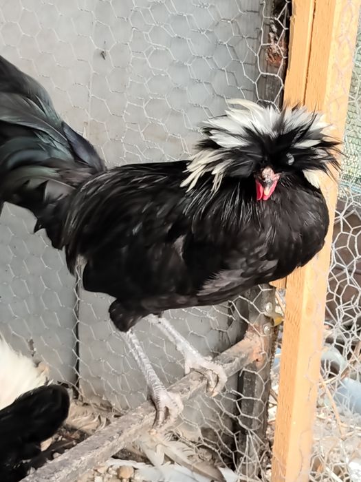 Gainuse pitici și cocoșei moțat olandez