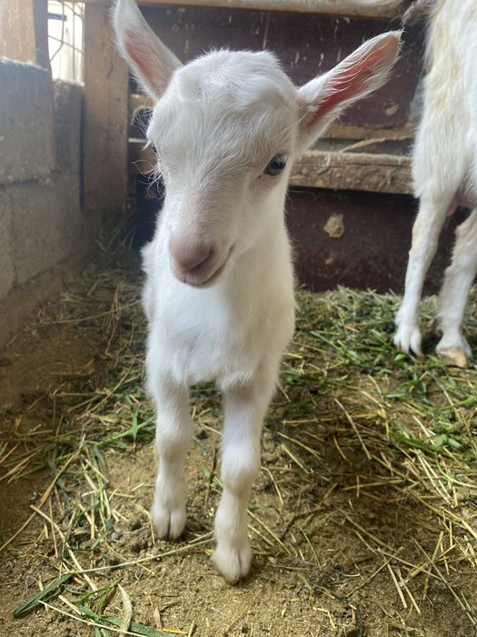 Еркек лак сатылады