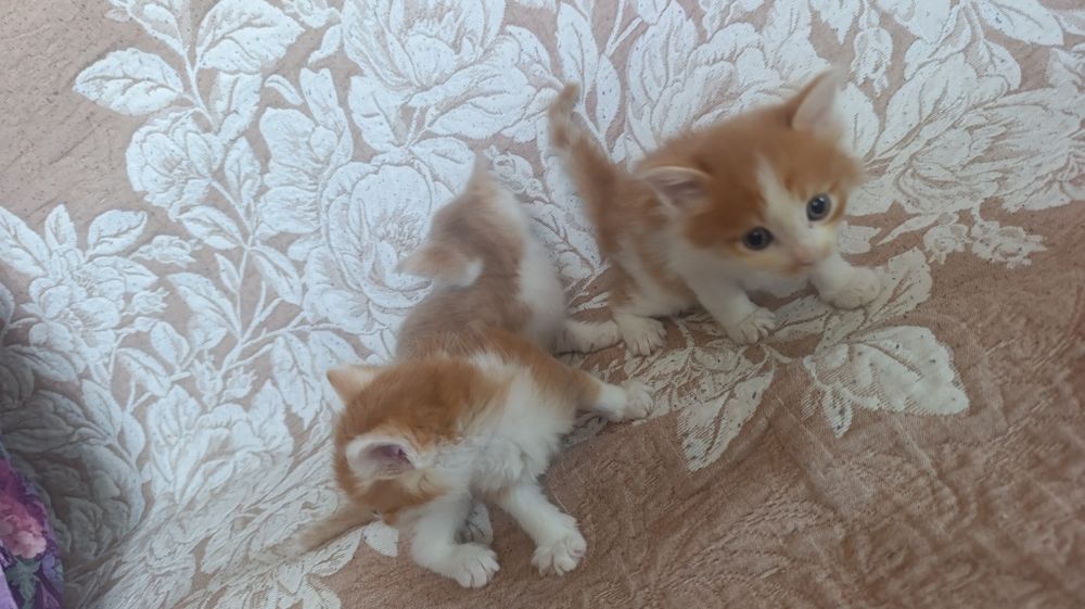 Отдам котят в добрые руки