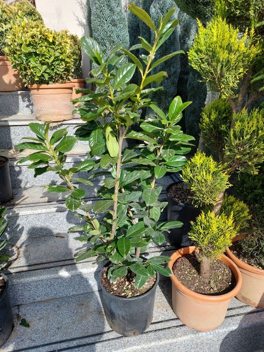 Vindem plante de gradina tuia la ghiveci