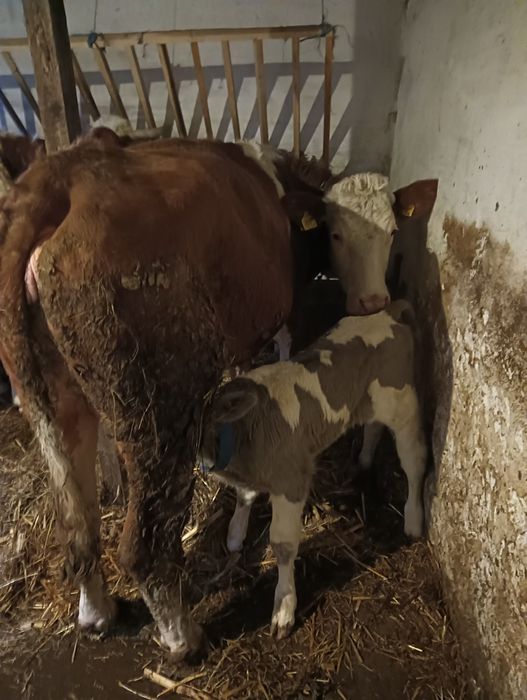 De vanzare 2 vaci