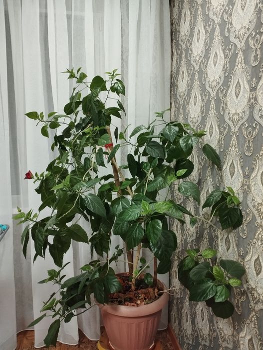 Продам комнатную  розу( гибискус)