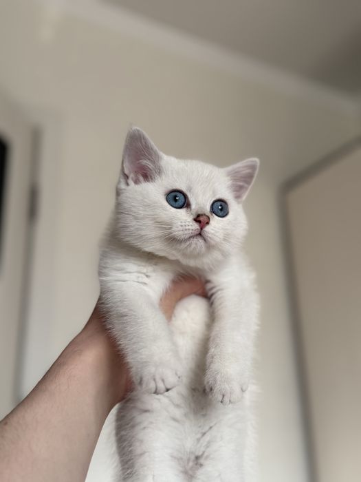 Шиншилловые котята