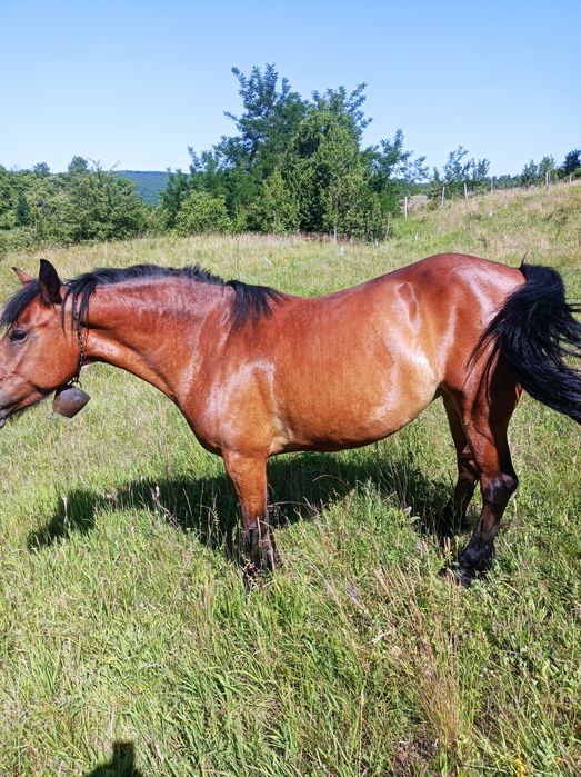 Vind iapa cu mînz de un an la 3000€