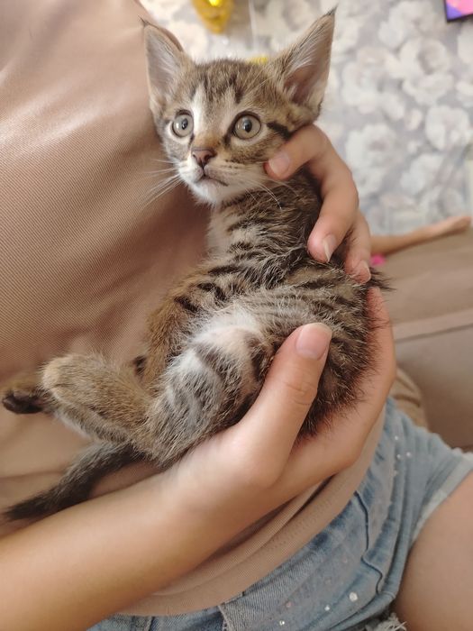 Отдам котят в хорошие руки