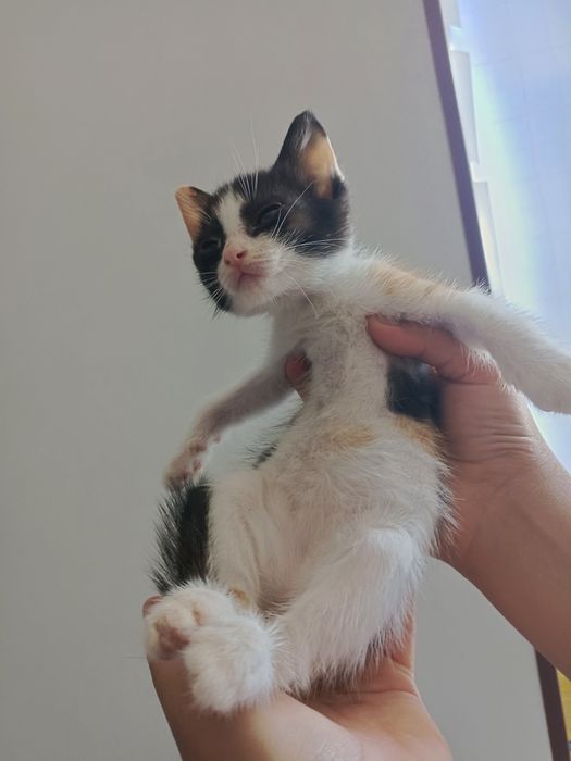 Отдам котят в хорошие руки