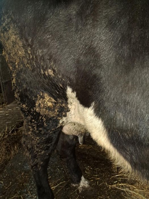 Vând vaca gestanta în 7 pe a opta luna